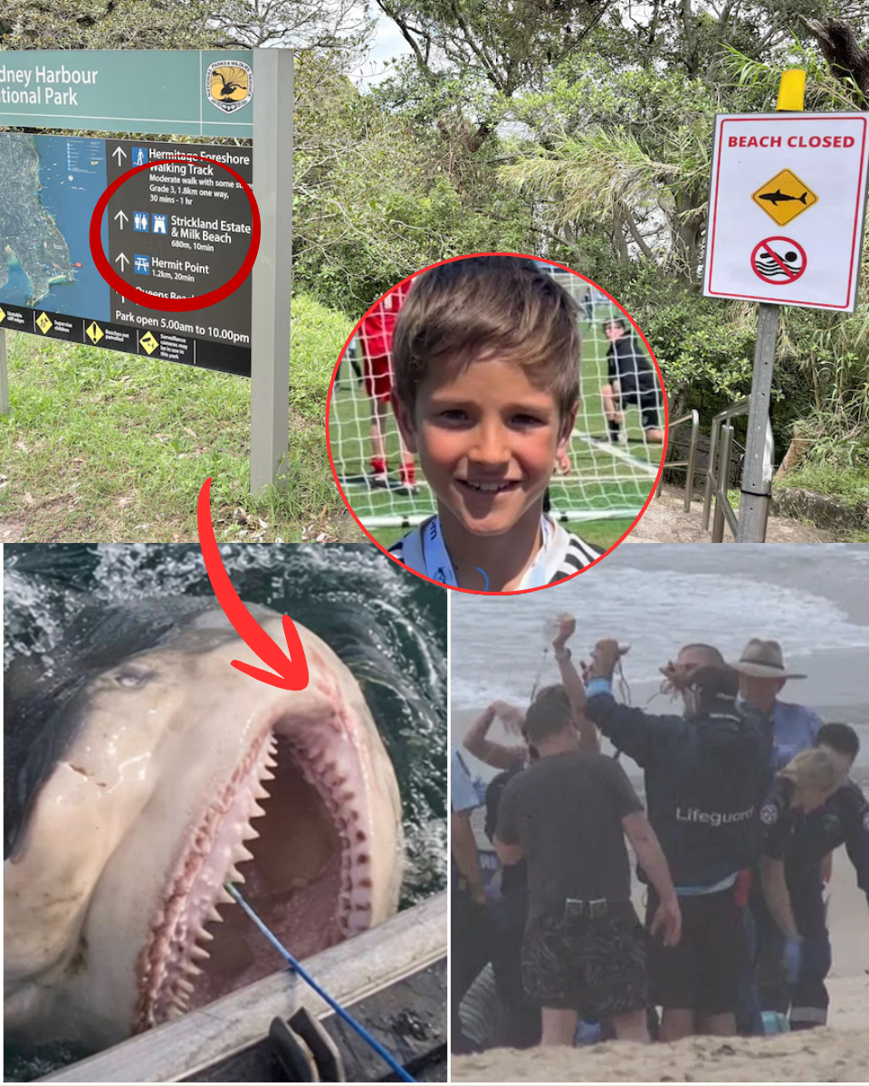 SH0CKING LEAK: Was the Sydney Shark Attack an Experiment Gone Wrong?