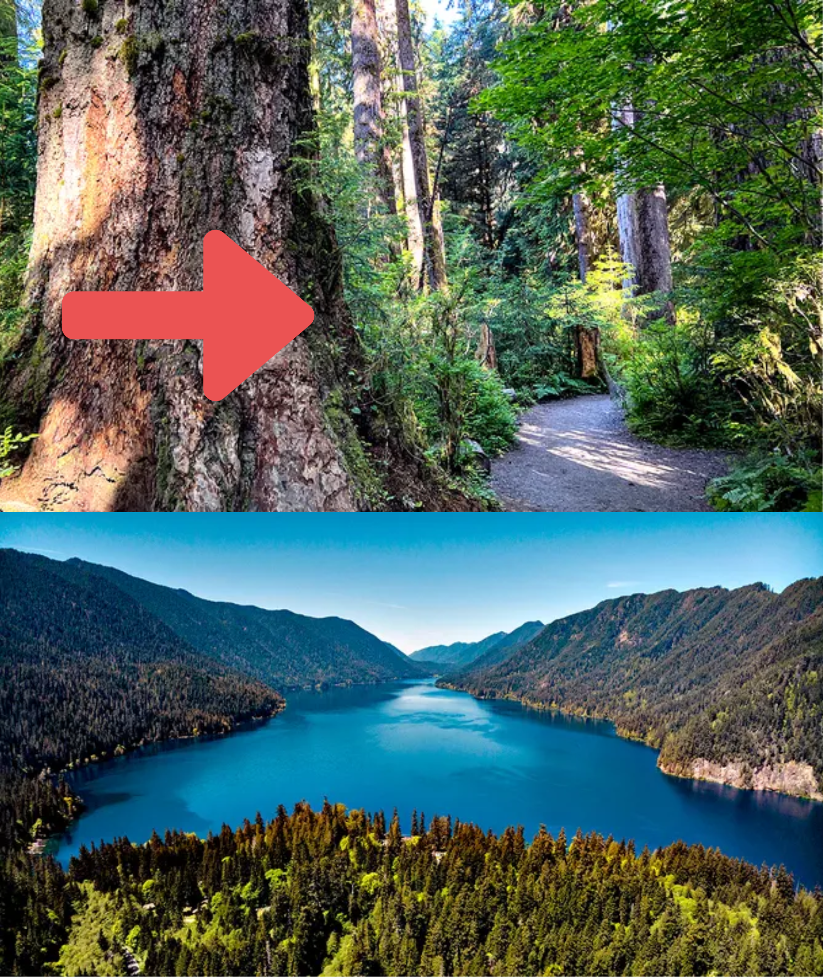 A Single Fallen Tree Led to the D;;e;;aths of Two Hikers in Olympic National Forest, Christine Mutchler, 70, and Kathy Pickard, 76, were hiking to Lena Lake in Washington