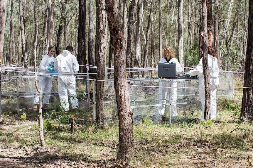 TIRE TRACKS in Kruger Forest CHANGED EVERYTHING: The murders of Ernst Marais and Dina Marais haunted their families; their bodies bore four shocking wounds