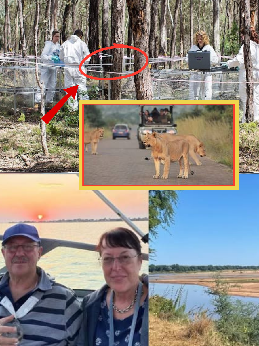 A MUDDY BANK, A BROKEN TRAIL, AND ONE DARK THEORY: The search dogs lost the scent near the water — but that may be where the real movement of Ernst and Dina began… 👇👇